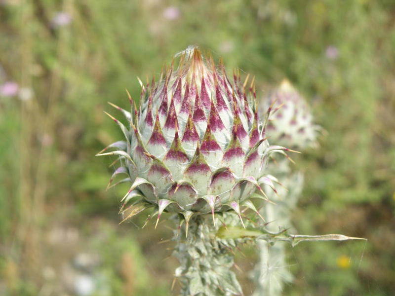 Carduus nutans e Onopordum illyricum